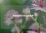 德信德州扑克花色排序