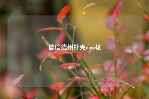 德信德州扑克nuts花